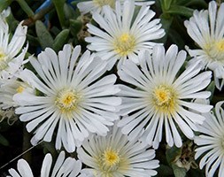 Delosperma White Wonder = 'Wowdw7’ (Wheels of Wonder Series) (PBR) (ice plant)