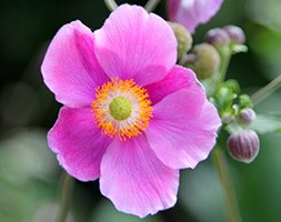 Anemone hupehensis 'Bowles's Pink' (Japanese anemone)