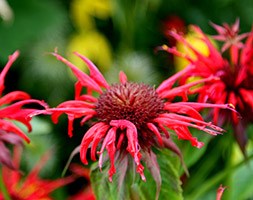 Monarda 'Squaw' (bergamot)