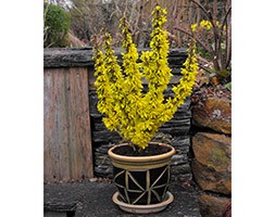 Forsythia x intermedia 'Nimbus' (PBR) (patio forsythia)