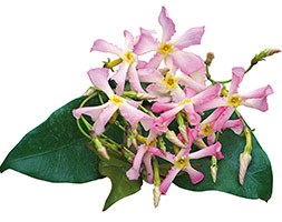 Trachelospermum asiaticum 'Pink Showers' (pink Chinesse jasmine)
