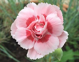 Dianthus 'Doris' (pink)