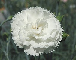 Dianthus 'Haytor White' (Pink)