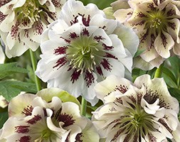 Helleborus x hybridus 'Double Ellen White Spotted' (hellebore Double Ellen White Spotted)