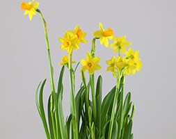 Narcissus 'Tête-à-tête' in glass pot (miniature daffs in a glass pot)