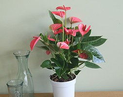 Anthurium Pink Champion = 'Antinkeles' (PBR) (flamingo flower)
