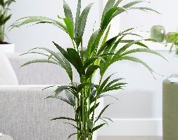 Howea forsteriana (kentia palm)