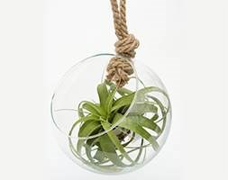 Hanging glass globe 'air plant terrarium' (Tillandsia)