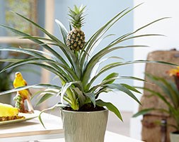 Ananas champaca (ornamental pineapple)
