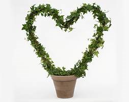 Hedera Heart in clay pot (Hedera heart in clay pot)