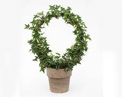 Hedera arch in clay pot (Ivy arch in clay pot)