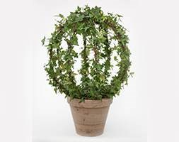 Hedera orb in clay pot (Ivy orb in clay pot)