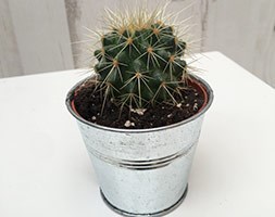 Echinocactus grusonii (golden barrel cactus)