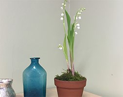 Scented lily of the valley in a terracotta pot (Scented lily of the valley in a terracotta pot)