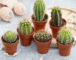 Cactus collection (Cactus collection)