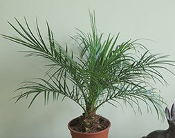 Phoenix roebelenii ( pygmy date palm, miniature date palm)