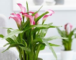 Zantedeschia 'Garnet Glow' (calla lily)