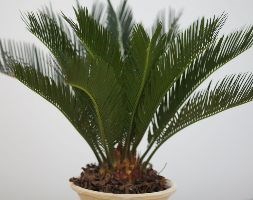 Cycas revoluta (sago palm)