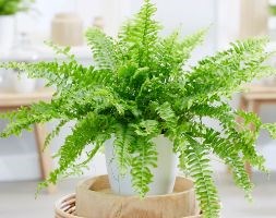 Nephrolepis exaltata (Boston fern)