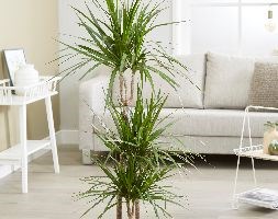 Dracaena marginata (dragon plant)