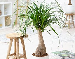 Beaucarnea recurvata (pony tail palm)