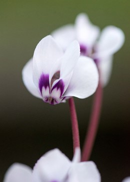 Cyclamen coum 'Album' (sowbread)