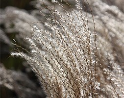 Miscanthus sinensis 'Kleine Fontäne' (silver grass)