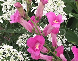 Antirrhinum Pretty in Pink = 'Pmoore07' (PBR) (antirrhinum)