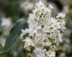 Deutzia gracilis (deutzia)