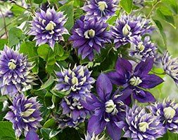 Clematis 'Taiga' (PBR) (clematis)