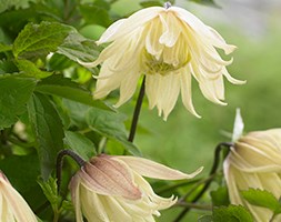 Clematis chiisanensis Amber = 'Wit141205' (PBR) (clematis)