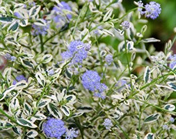 Ceanothus thyrsiflorus 'Cool Blue' (PBR) (Californian lilac)