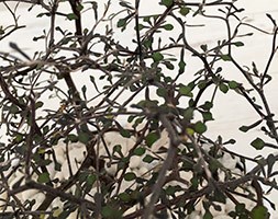 Corokia cotoneaster (wire-netting bush)