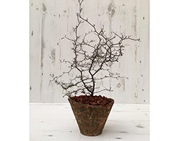 Corokia cotoneaster & terracotta pot combination (wire-netting bush)