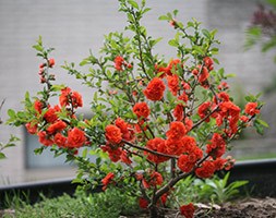 Chaenomeles speciosa 'Orange Storm' (PBR) (flowering quince)