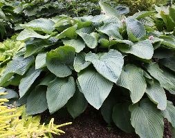 Hosta 'Empress Wu' (PBR) (plantain lily)