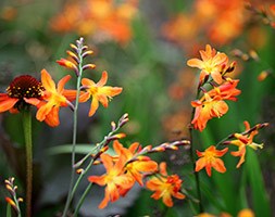 Crocosmia x crocosmiiflora (Crocosmia)