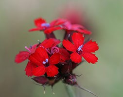 Dianthus cruentus (feld pink)