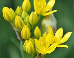 Allium moly (golden garlic)