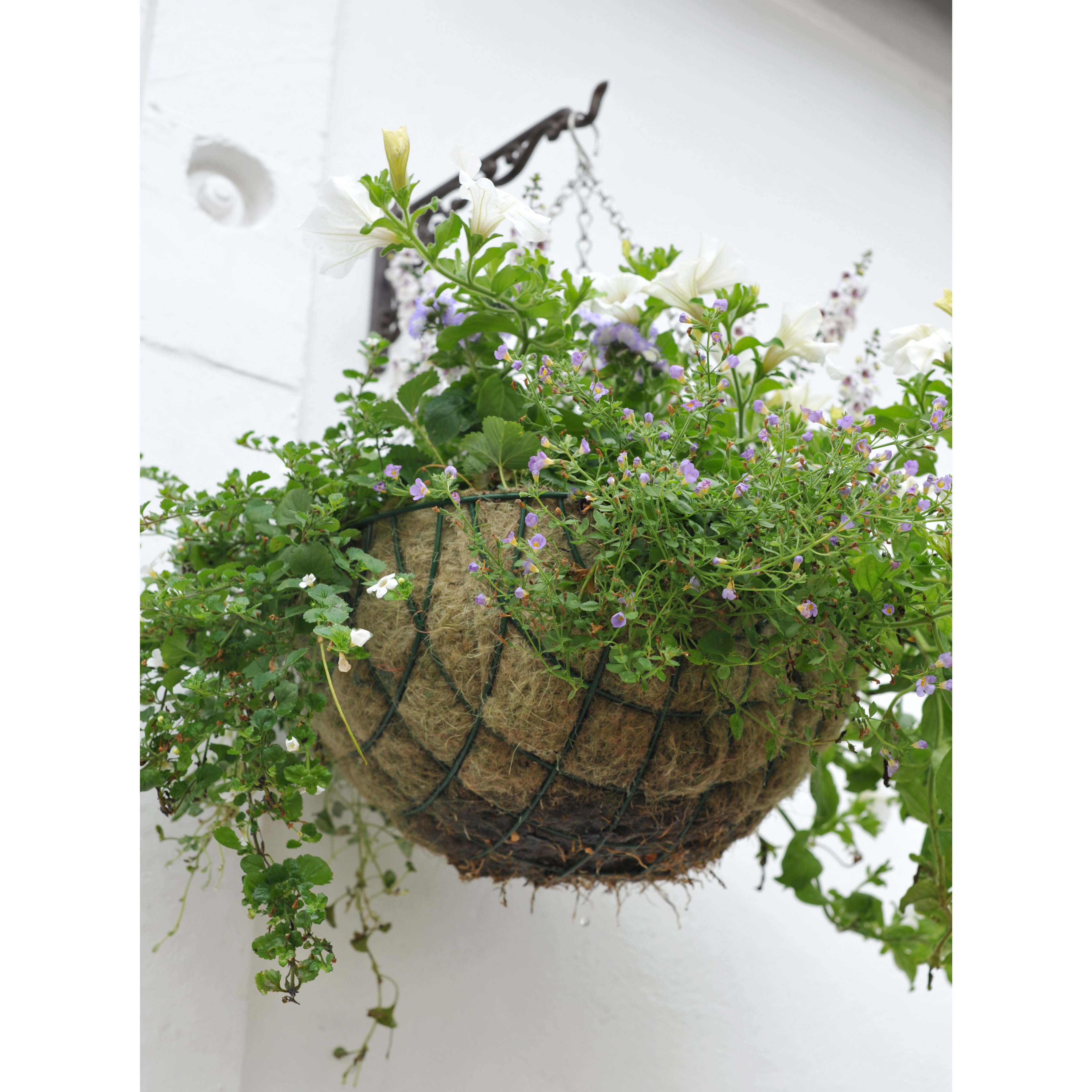 Wire hanging basket