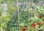 Fruit cage net