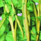 Pea & bean / plant support netting