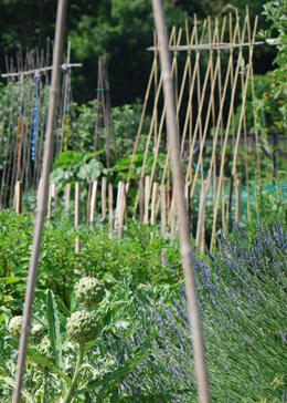 Plant support - bamboo canes