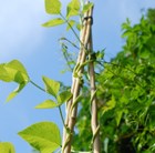 plant-support--bamboo-canes