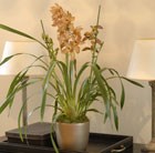 orchid-cymbidium