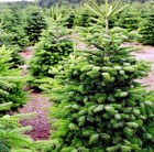 1.75-2m-christmas-tree-and-stand