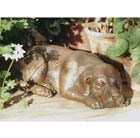 bronze-puppy