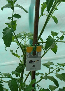 Encarsia formosa for killing whitefly