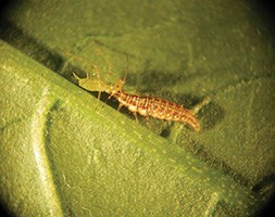 Lacewing larvae to eat your aphids