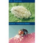 mealybug-killer-crytolaemus